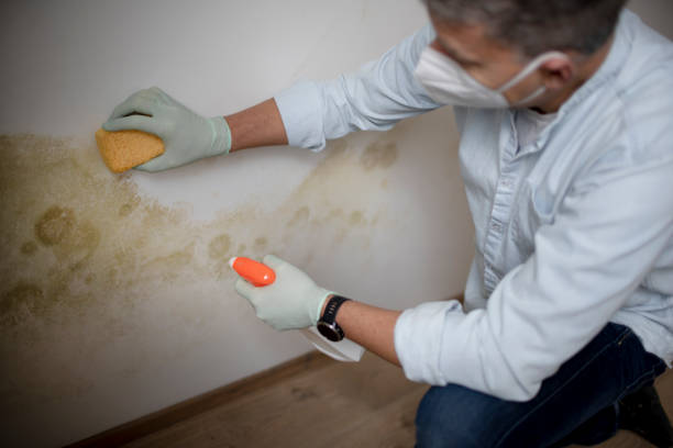 Best Black Mold Removal  in Vienna, GA